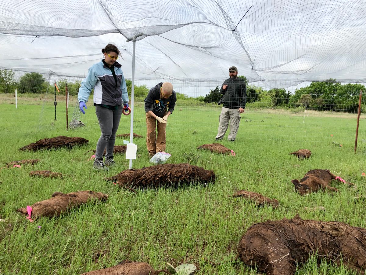 Netting was used to keep scavengers away from some carcasses—and showed just how important they are to the decomposition process.