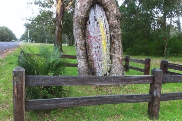 Broulee Canoe Tree