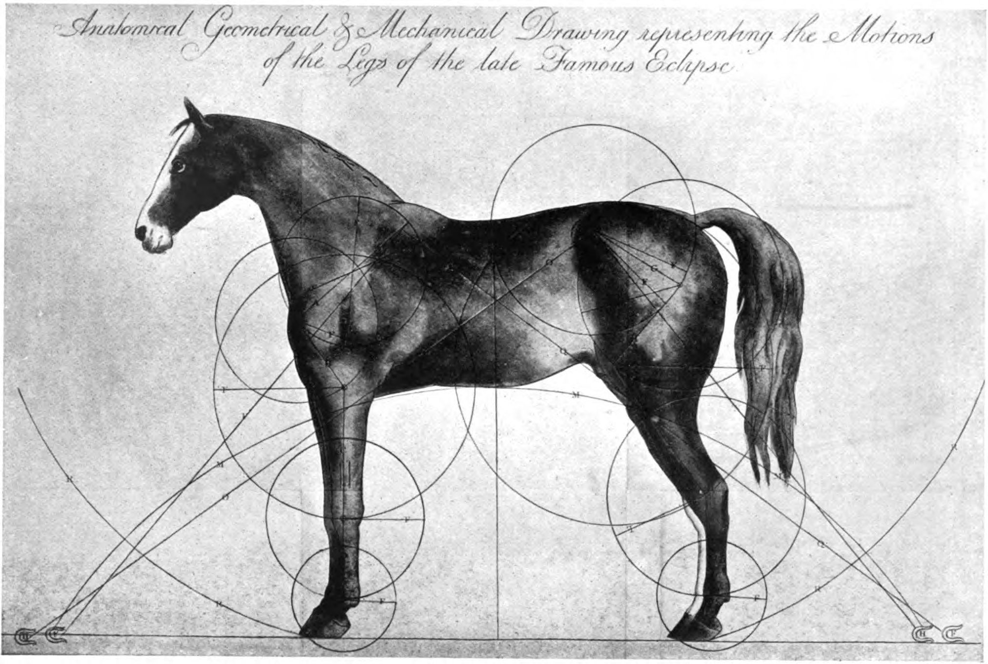 One 18th-Century Horse Eclipsed All the Others - Atlas Obscura