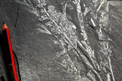 Massive Trove of Fossils Discovered by Road Crew in South Africa