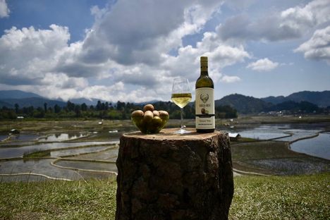 A glass of Naara-Aaba's kiwi wine.