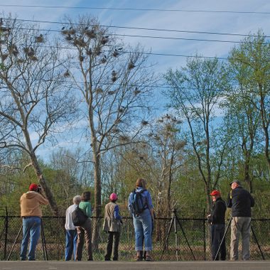 Bath Road Heronry Photographers