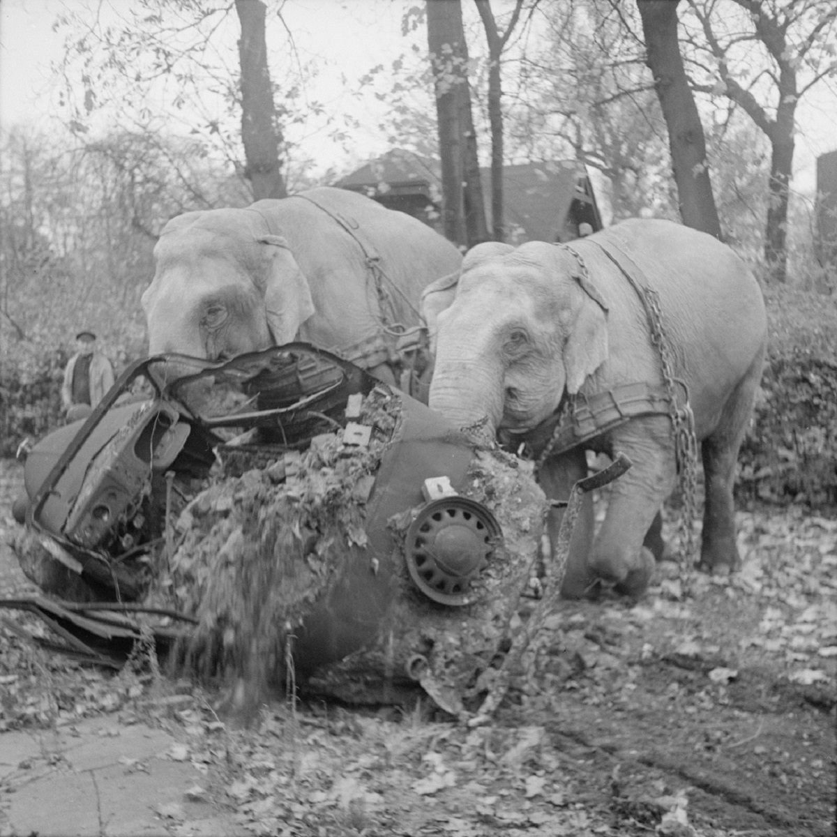 Circus elephants Kiri and Many move a wrecked car from a bombed-out garage in Hamburg.