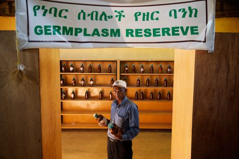The germplasm reserve at the Ejere Farming Community Seed Bank, one of many local facilities the Ethiopian Biodiversity Institute works with.