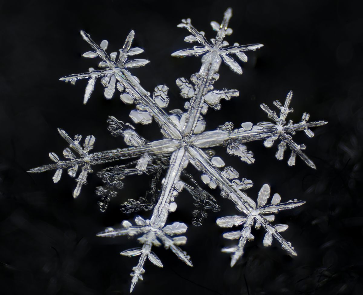 In the cold lab at Montana State University, Hammonds is able to produce dendritic snowlfakes, similar to the ones that tumble from the sky.