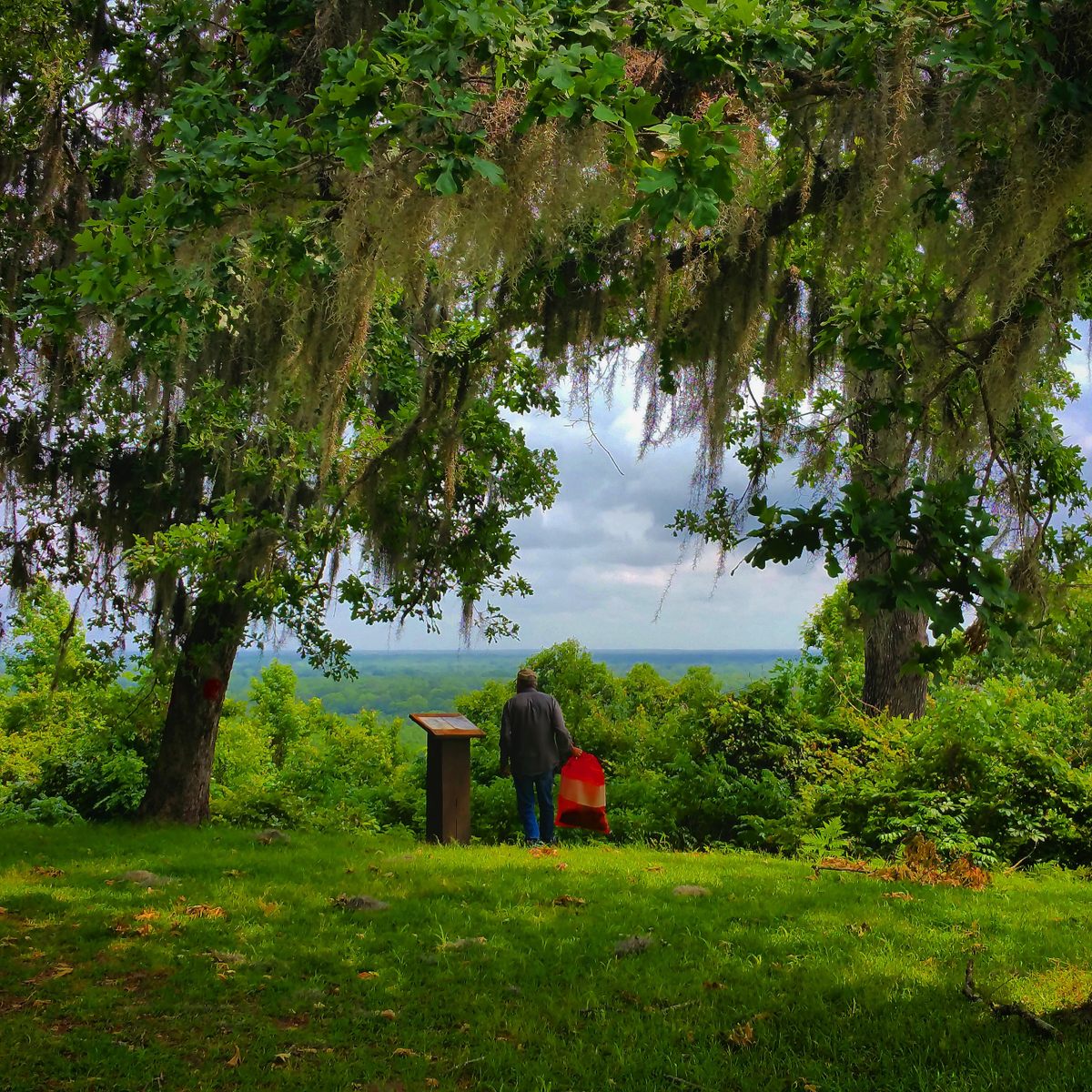 Every summer, John Oswald Colson forages for sassafras leaves to make filé in keeping with Choctaw traditions.