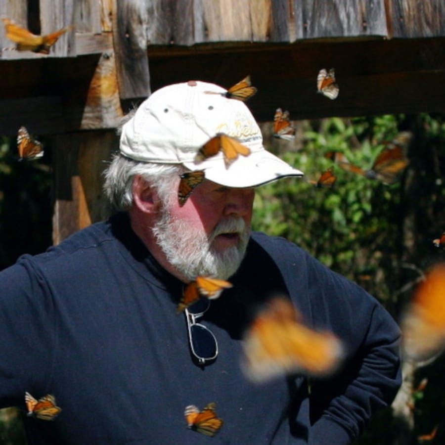 Entomologist Chip Taylor is allergic to sulphur butterflies, but has no reaction to monarch butterflies. He thinks the different pigments in their wings may be why.