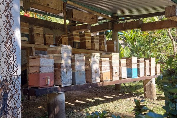 The six types of bees here coexist.