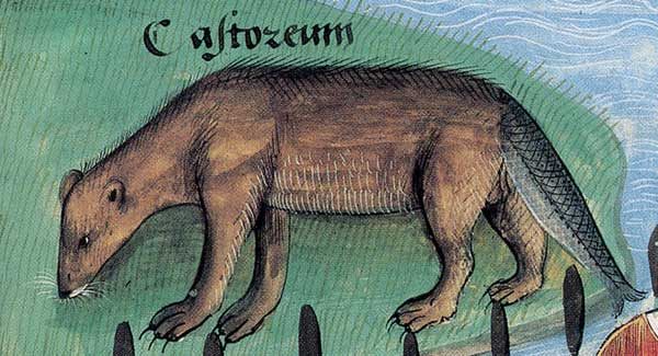 Beavers, painted here with a generously piscine tail, weren't considered "meat" in medieval peasant kitchens.