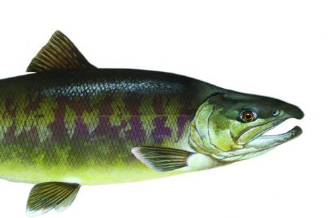 Illustrated chum salmon.