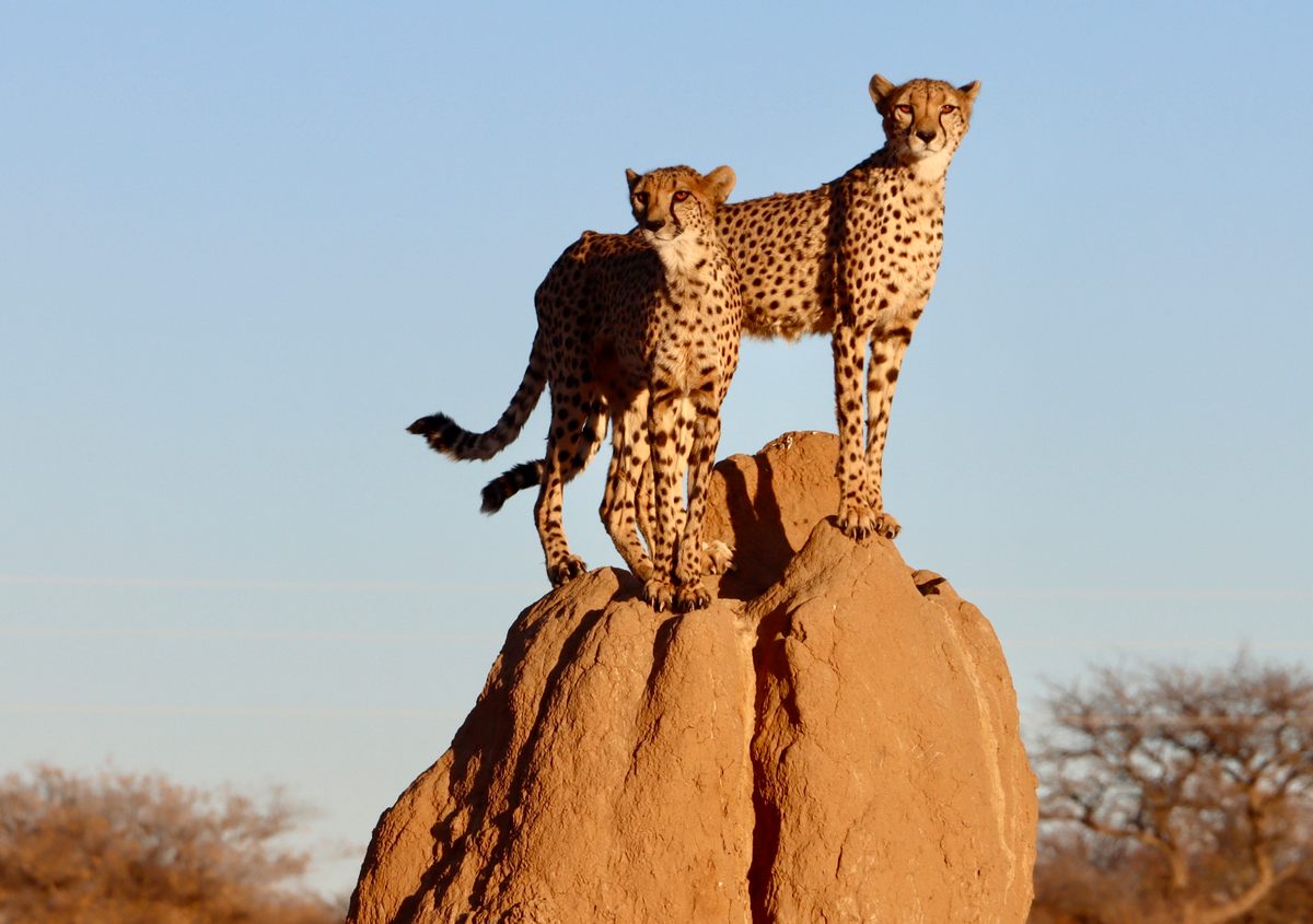 Timothy Gray's photograph of two cheetahs surveying the landscape from atop a termite mound, at the AfriCats Reserve in Namibia.