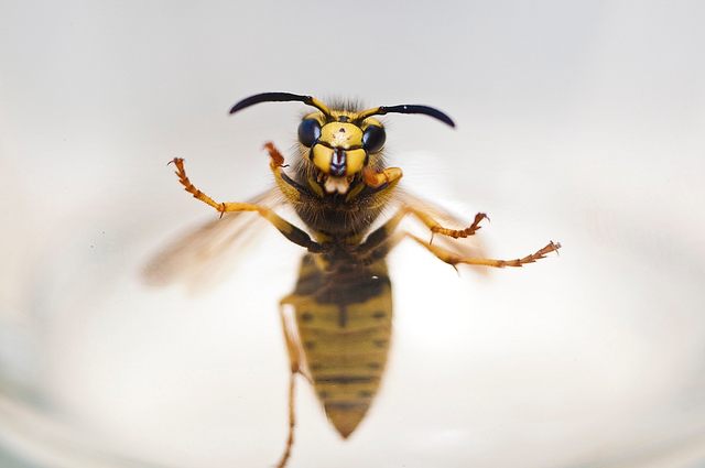 A yellow jacket 