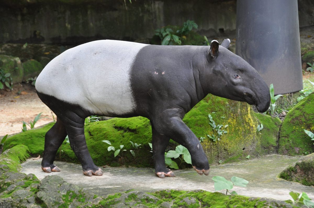 Some say the capelobo resembles a humanoid tapir. 
