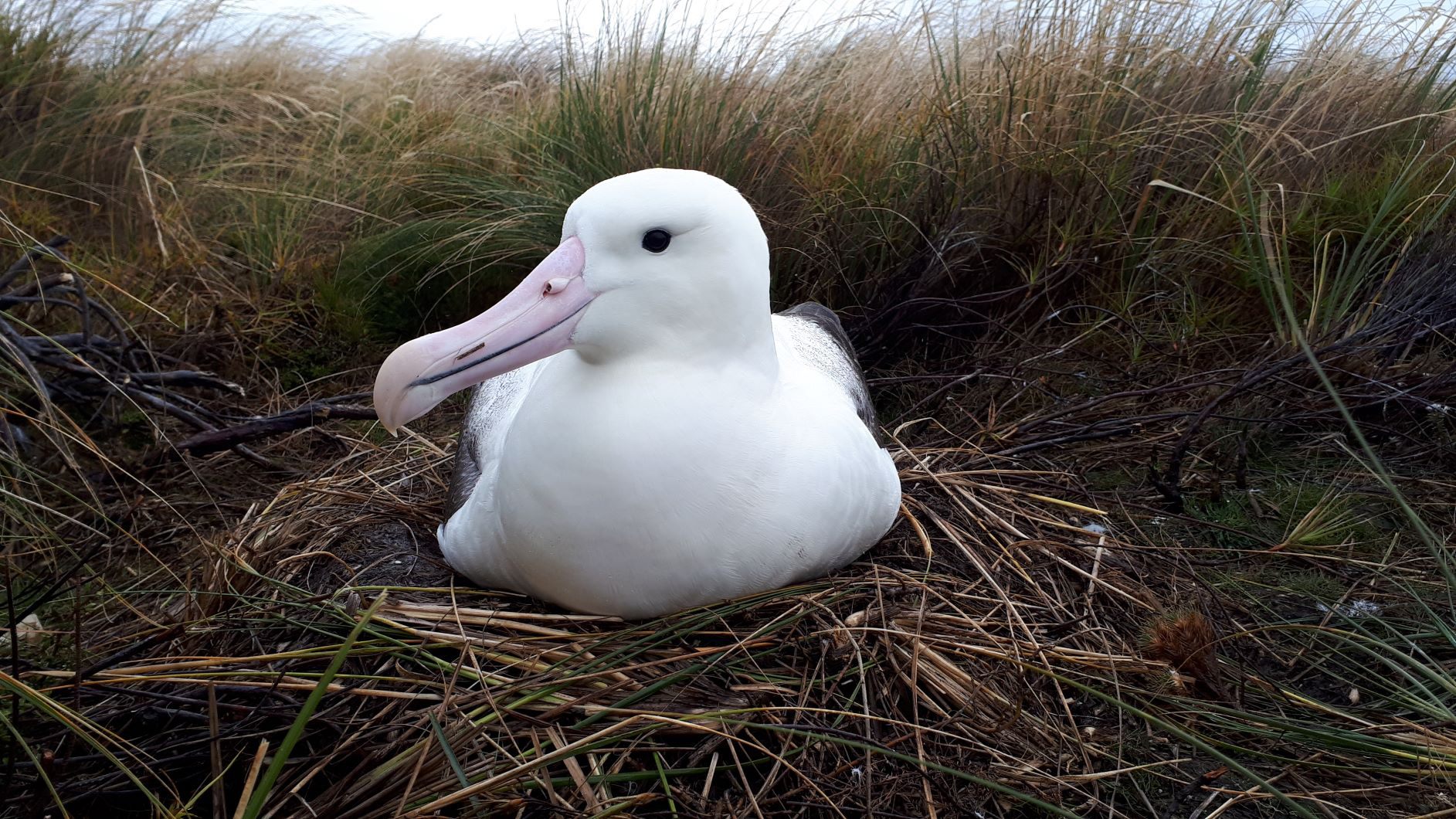 Southern royal albatross should be nesting in far greater numbers.