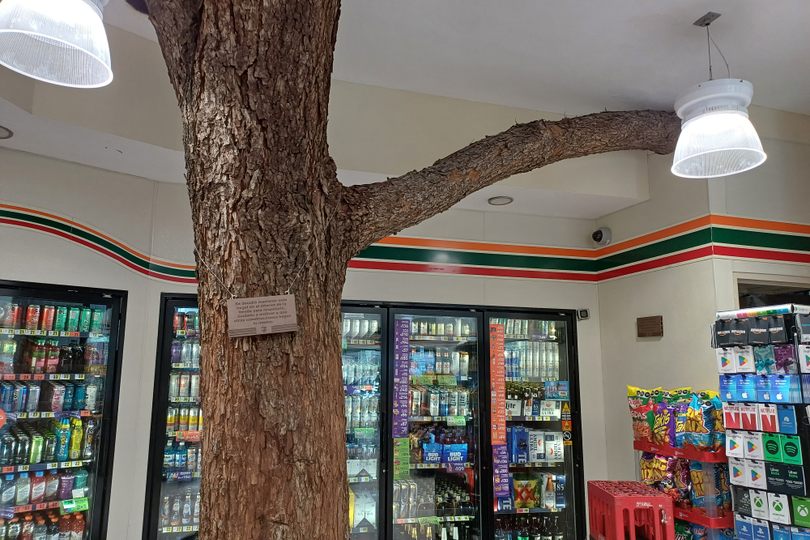 Is the tree in the way of the shop, or was the shop built in the way of tree?