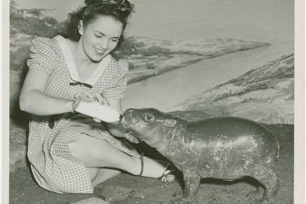 This pygmy hippo at the 1939 World’s Fair Firestone exhibit was probably Gumdrop I, Billy’s first surviving calf.