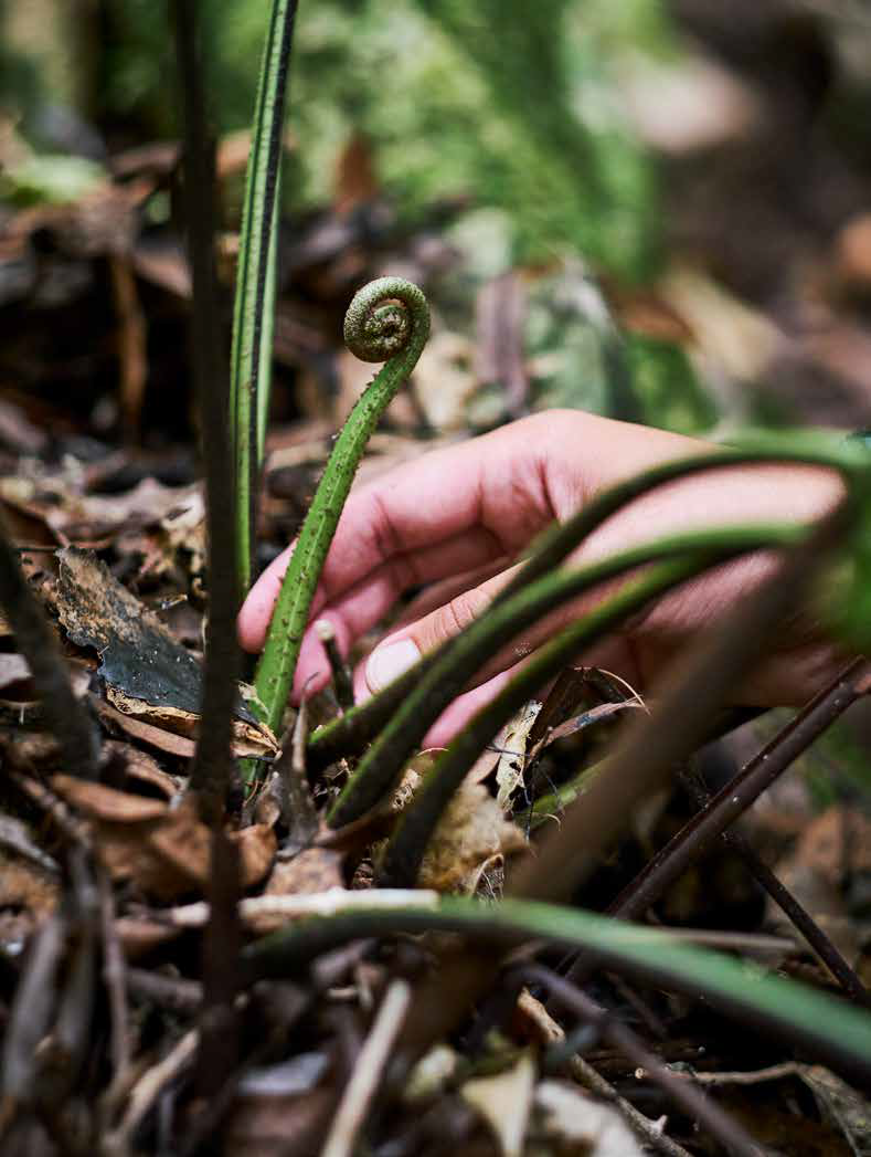 Ferns are important vegetables in a traditional diet.