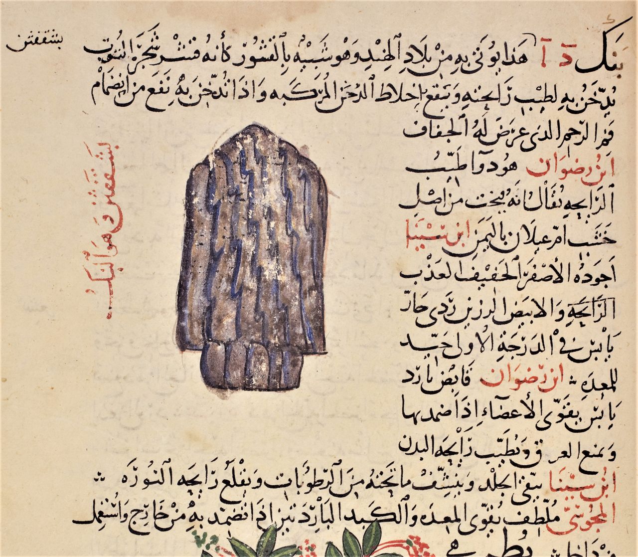 In this manuscript of the work of 12th-century physician al-Ghafiqi, <em>bunk</em> is depicted either as bark, or perhaps the husk of a coffee bean.