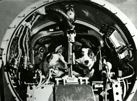 Belka and Strelka in their space capsule