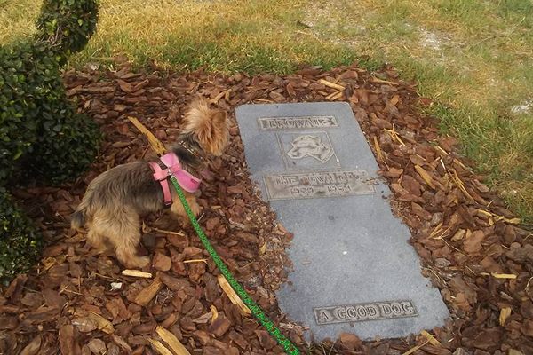 Brownie's Grave. A good dog.