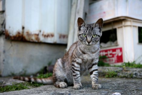 Eight Cat Paradises, Where the Felines Come First