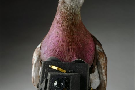 Pigeon camera