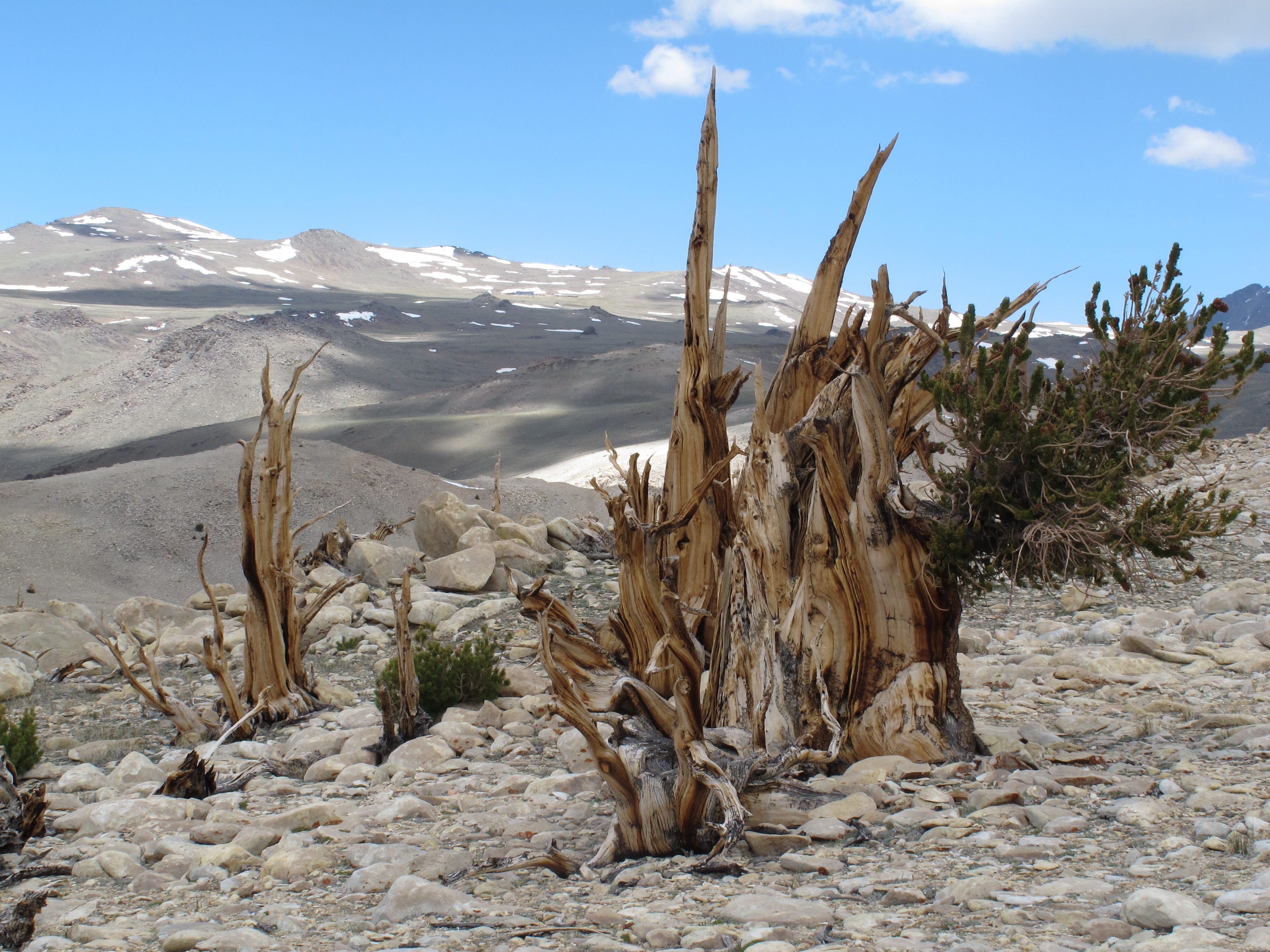 Bristlecones live in cold, dry, and windy locales in only a few states, including Nevada. 