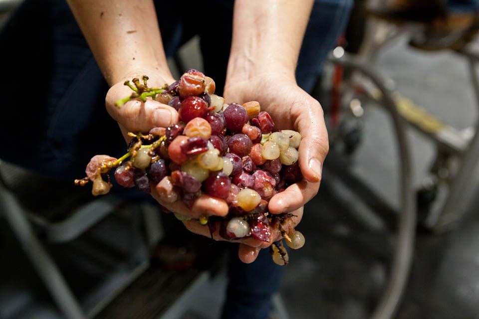 Pressing Catawba grapes.