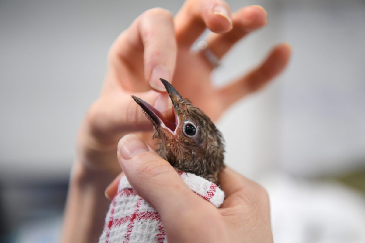 An Australian fig bird getting attention from vets.