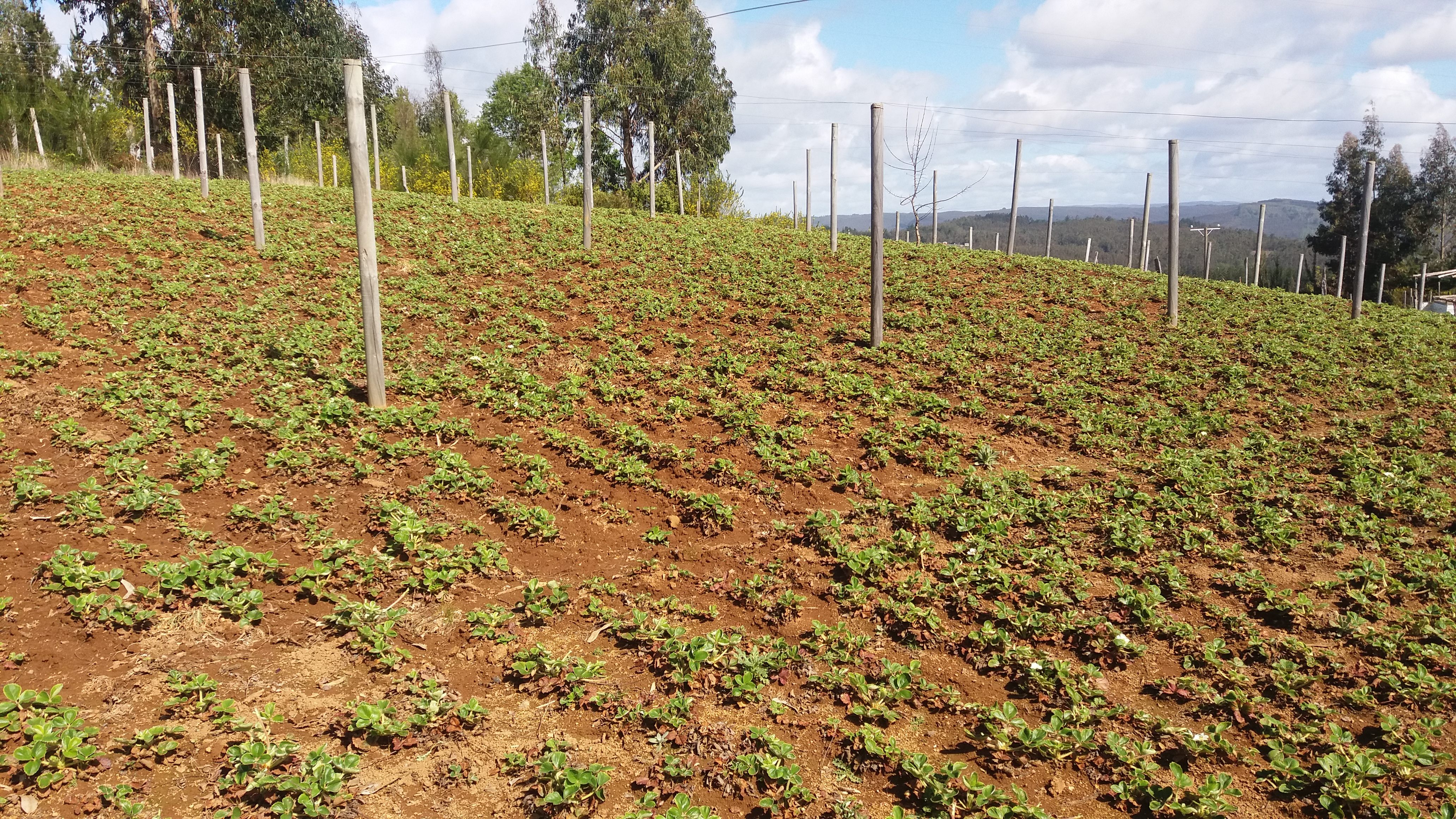 A field of precious white strawberry plants in Contulmo, Chile.