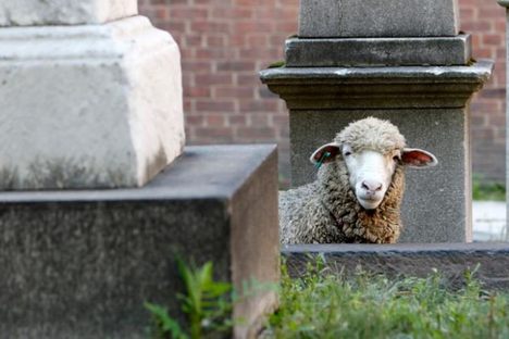 Everyone's Favorite Sheep Landscaping Crew Is Returning to Manhattan