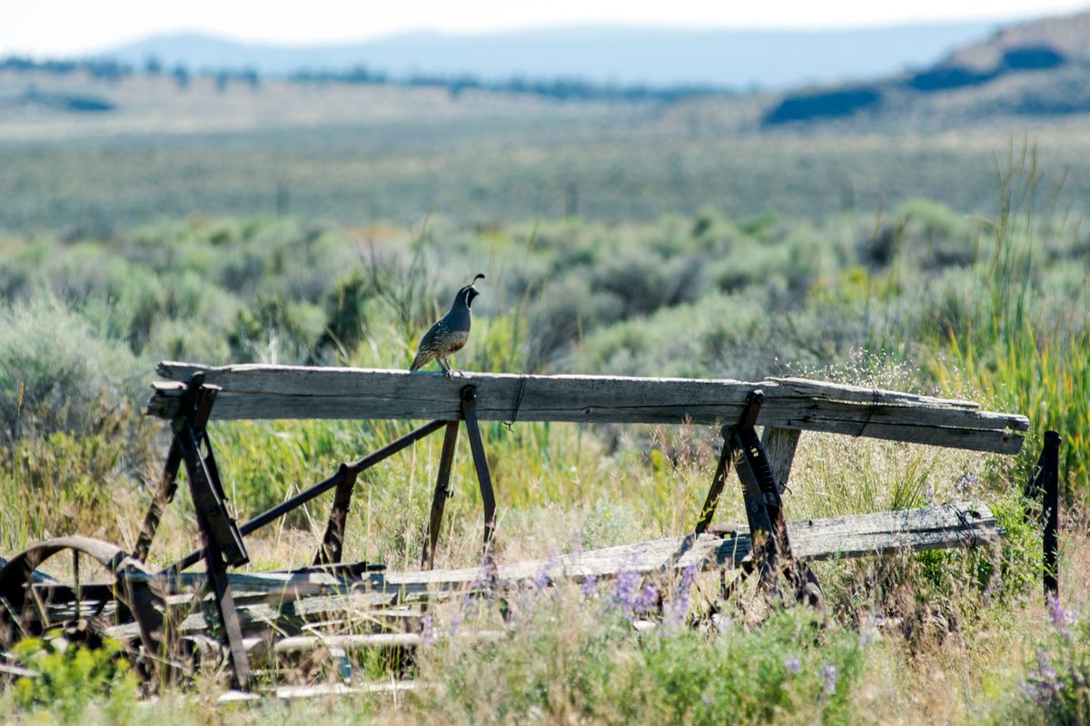 The California Quail, a common species around Christmas Valley.
