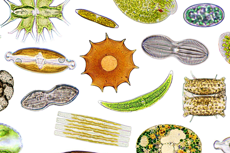 Meet the Algae and Other Microbes in Your Neighborhood