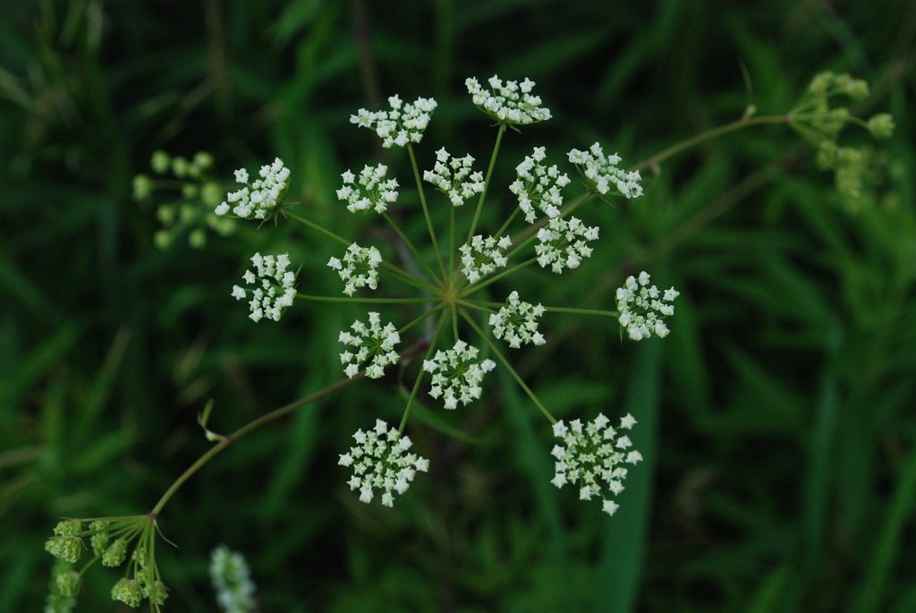 <em>Cicuta maculata</em> at the Kickapoo Valley Reserve, Wisconsin.