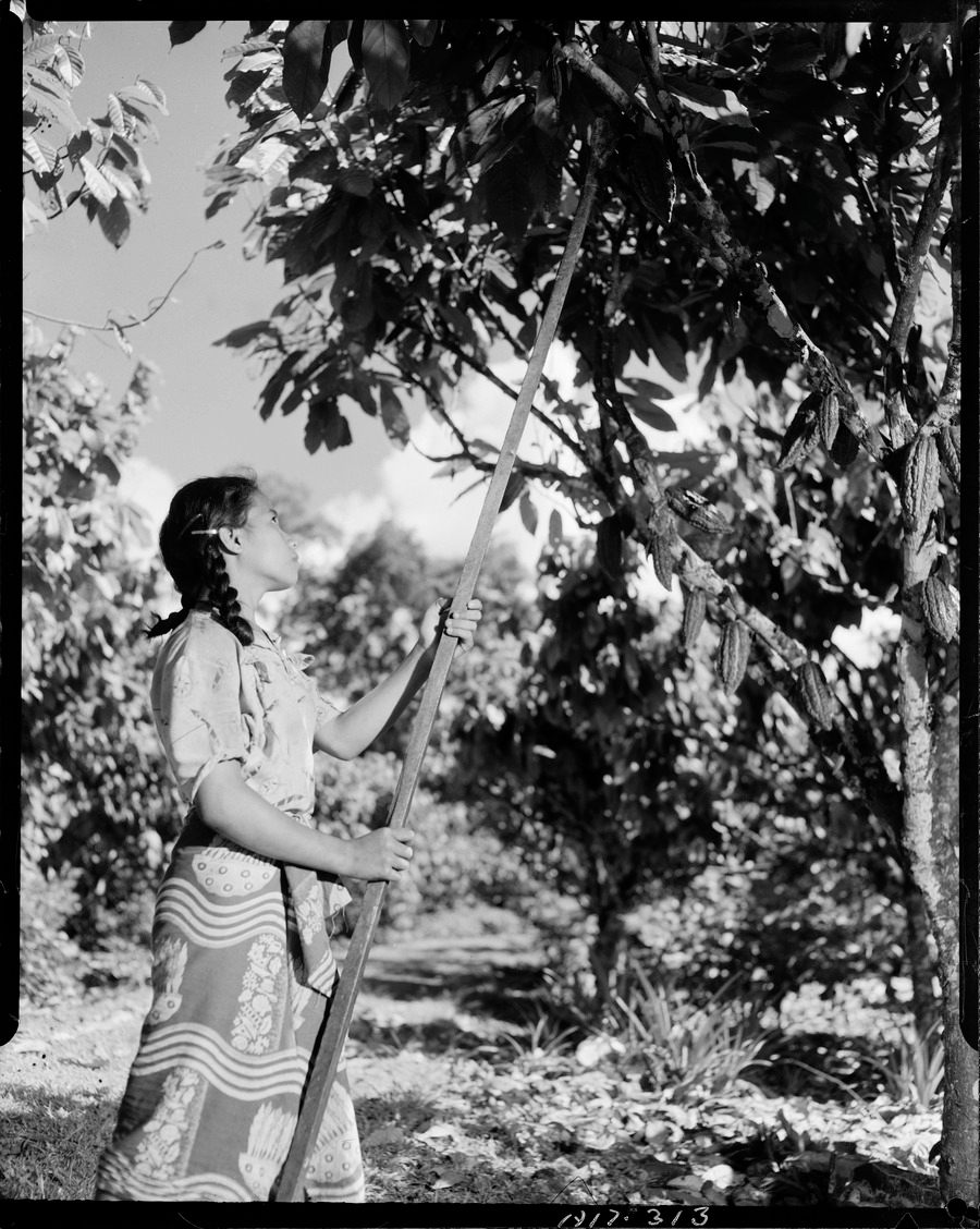 A girl on a midcentury Samoan cacao plantation plucks pods from a tree.