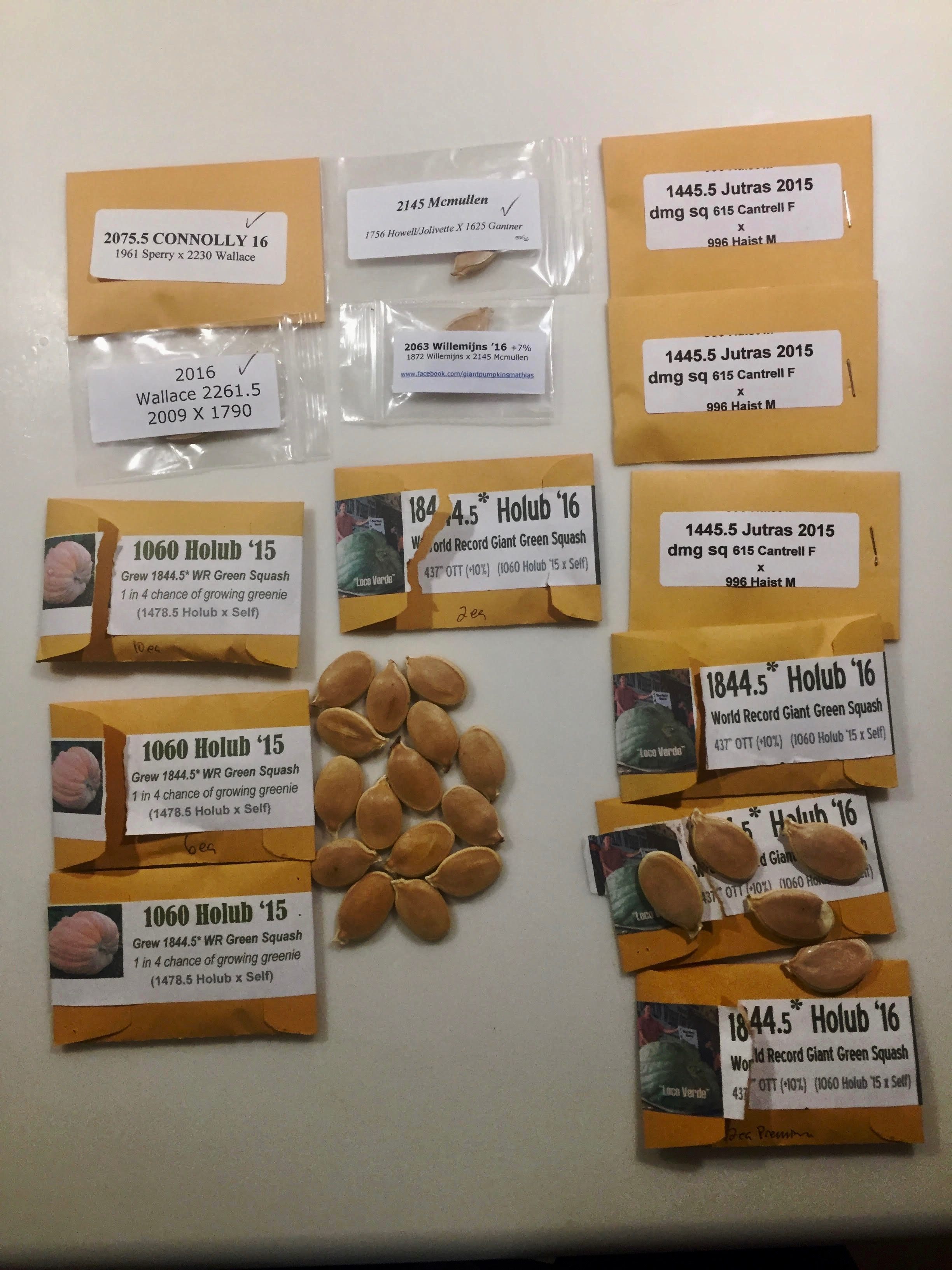 A top crop selection of giant pumpkin seeds.