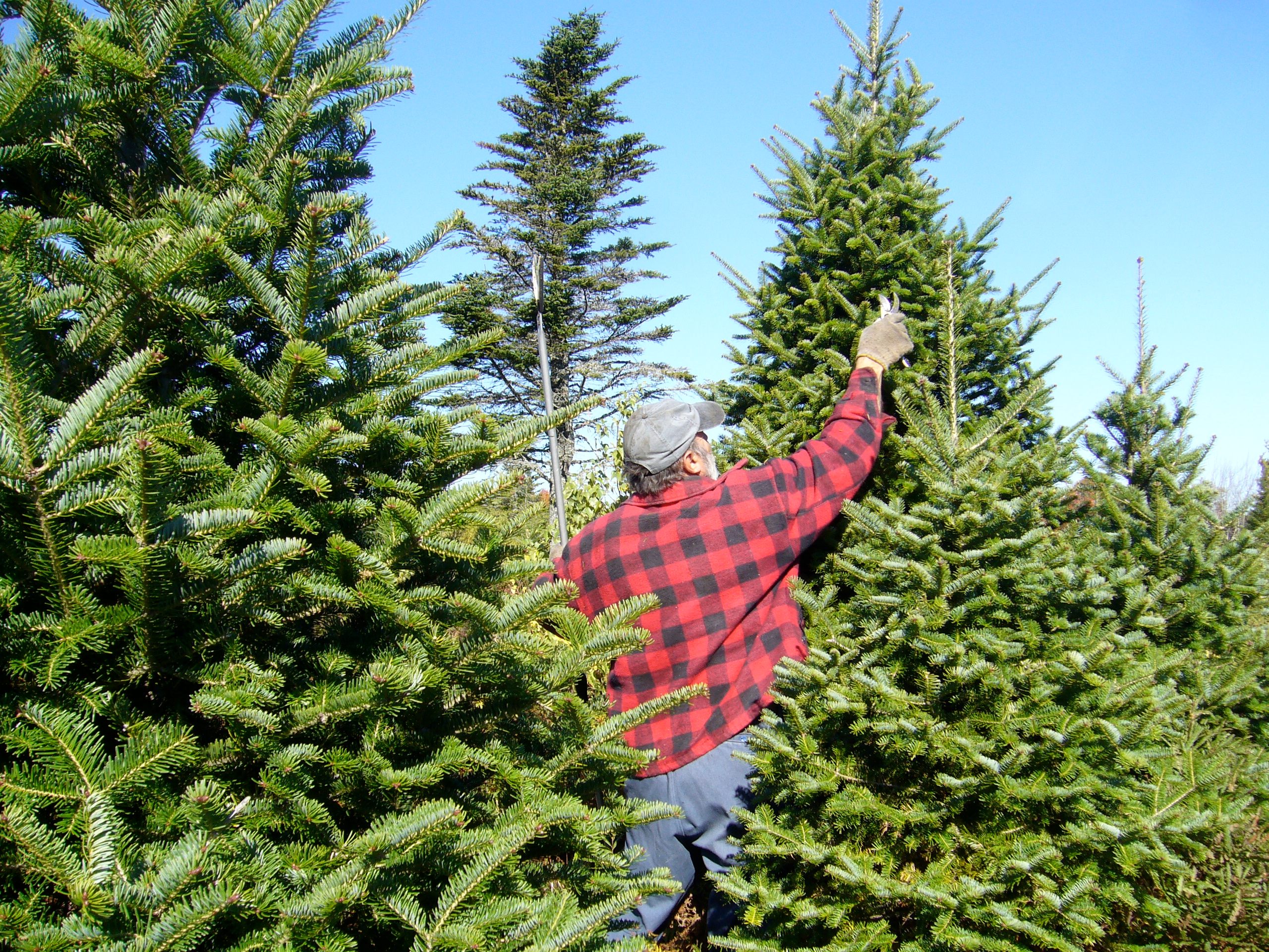 balsam fir