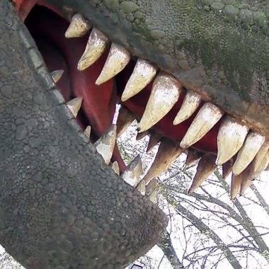 Up close and personal with the T-Rex.