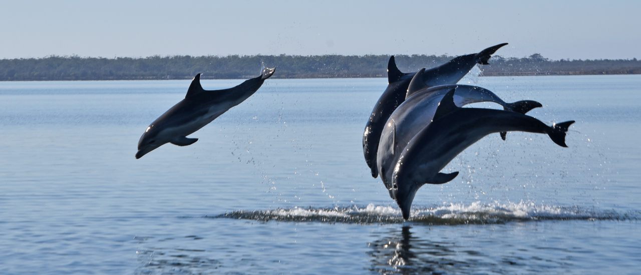Burrunan dolphins are known to form long-term friendships. 