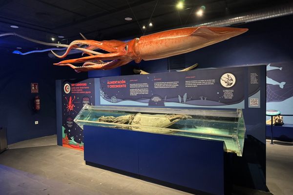 Giant Squid Museum