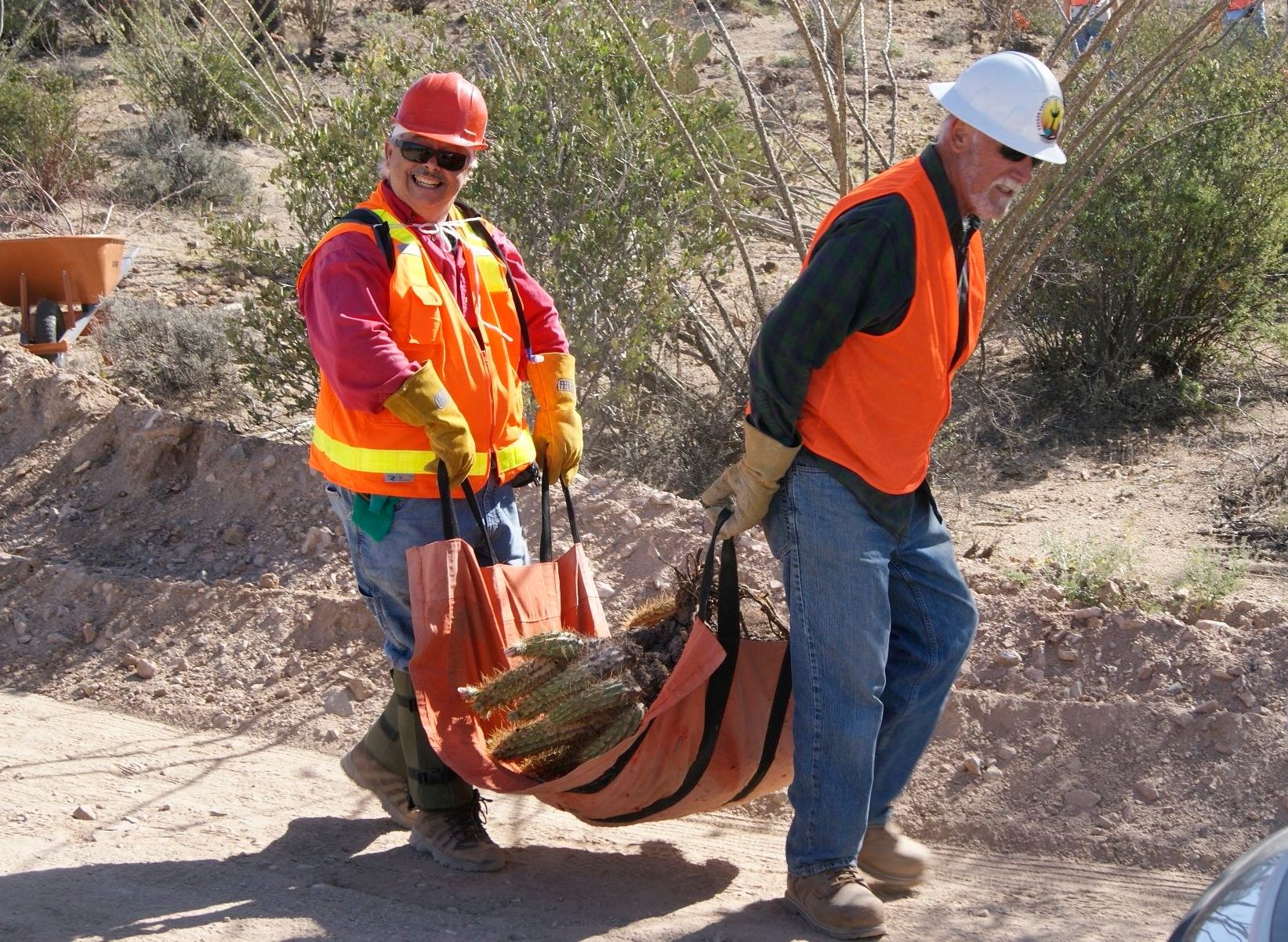 These rescuers are using a "cactus sling." The sling was developed as a safer way to carry large barrel cactus or bunches of spiny hedgehog cacti. 