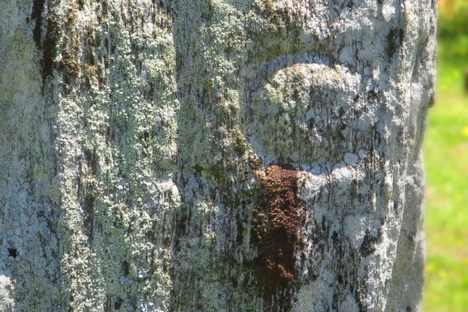 Thomas Callaway's initials, carved by Daniel Boone