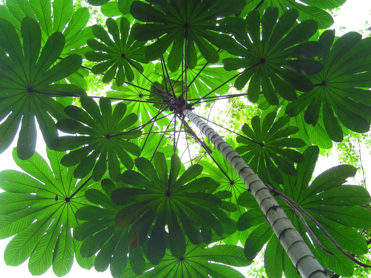 Cecropia trees are known for their broad leaves and slender stems.