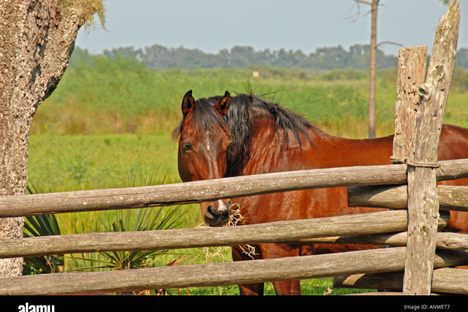 A horse at the cow camp corral.