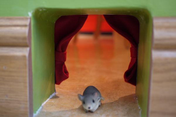 Museum Mouse