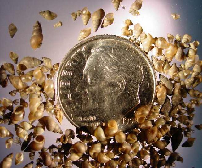 Micromollusks—these are New Zealand mud snails—are very small.