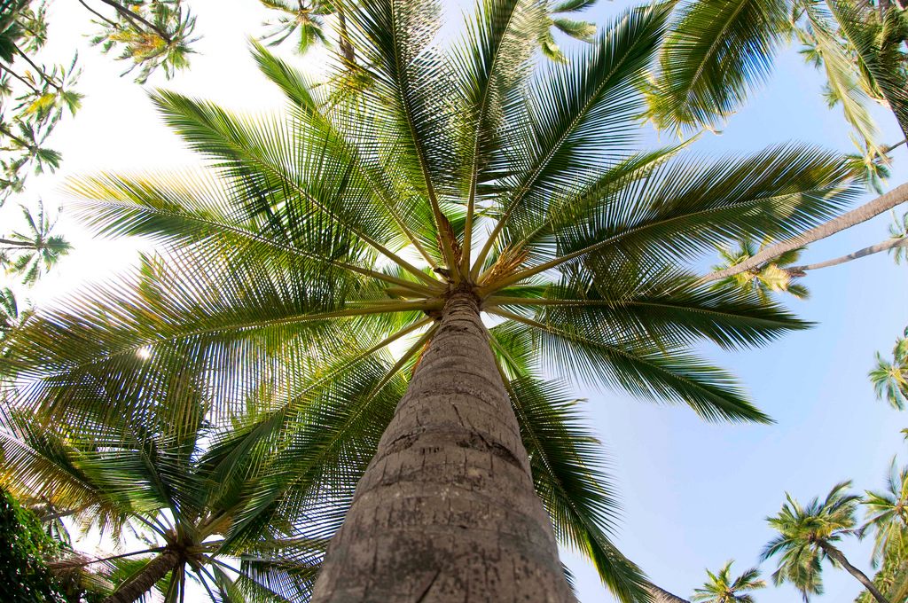 windmill palm tree root system