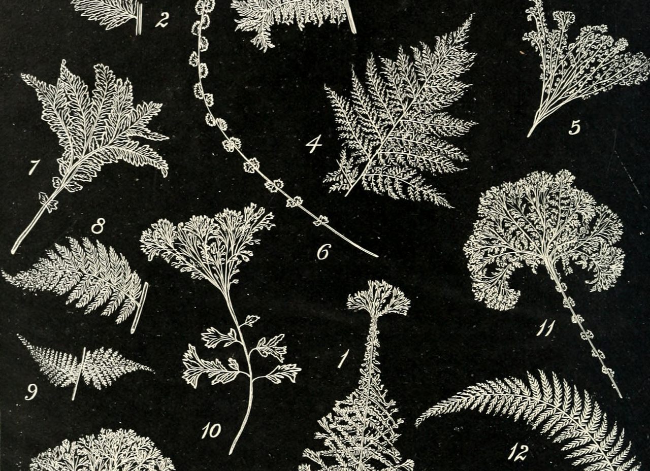 An illustration of 'lady ferns' from the <em>The British Fern Gazette</em>.