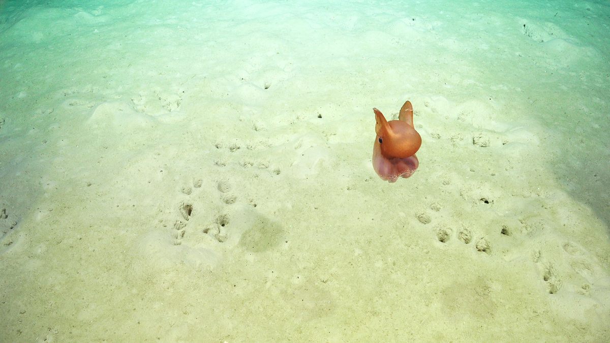 Impossibly cute and whimsical though they may appear, dumbo octopuses live at extreme depths of up to 13,000 feet. Named for the appendages that resemble elephant ears and propel them through the water, they are the deepest known octopuses and the only ones that don’t use jet propulsion to move. Webbed arms provide steering.