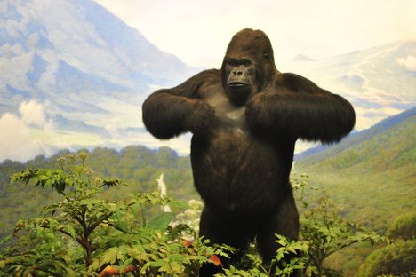 Mountain gorilla at the American Museum of Natural History.